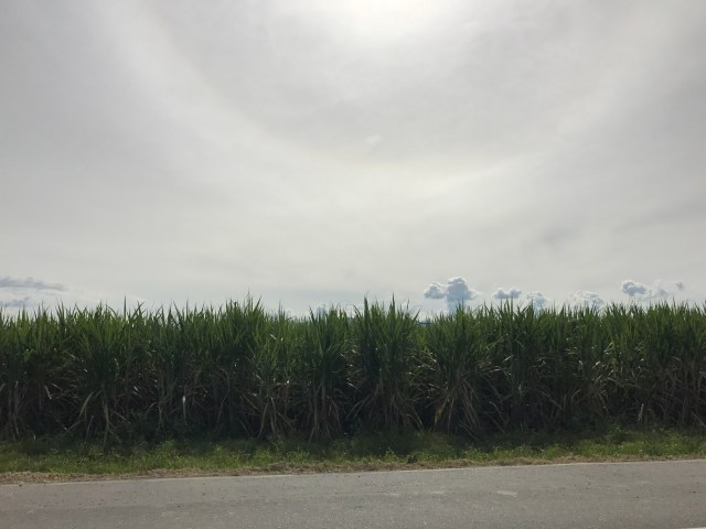 sugarcane plantation Valle de Cauca 